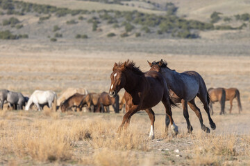 Naklejka na ściany i meble Wild Horse Stallions Fighting in the Utah Desert