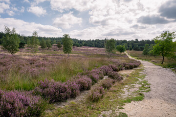 Fototapeta na wymiar Purple meadow in the Veluwe area, the Netherlands