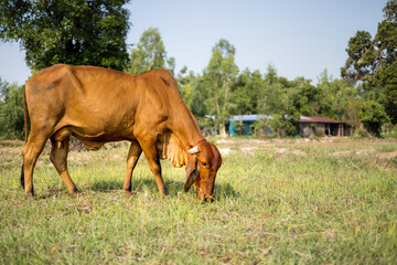 Brown Thai cows are grazing on the ground.