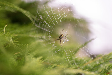 Photography to theme big tabby spider on dew web