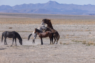 Wild Horse Stallions Fighting in the Utah Desert