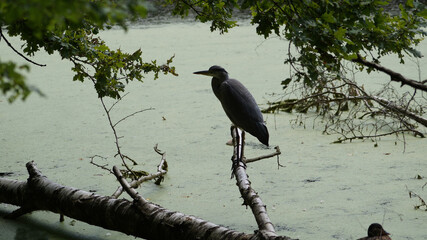 the heron quietly by the pond