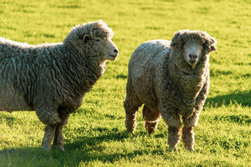 Naklejka premium sheep on a meadow