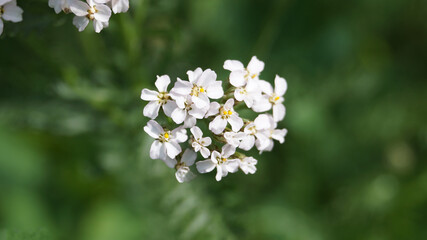 summer meadow with flowers