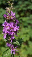 summer meadow with flowers