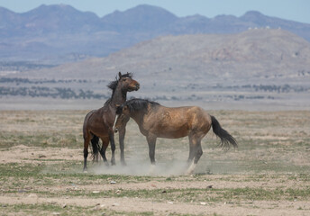 Wild Horse Stallions Fighting in the Utah Desert
