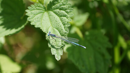 in August the dragonflies are very active