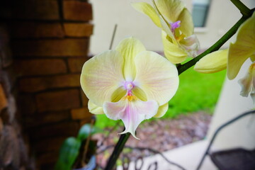 beautiful orchid flower in bloom	