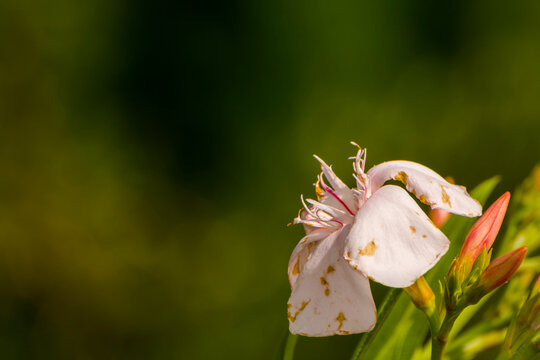 Blooming flower of leander in a summer garden