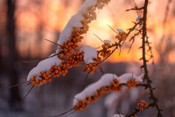 Rowan tree in snow at sunset. Snowy winter background. Bunches of Red rowan berries covered with snow.
