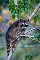 Raccoon in a tree branch