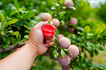 Ripe pluot on the tree