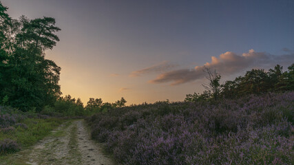 Schwindebecker Heide