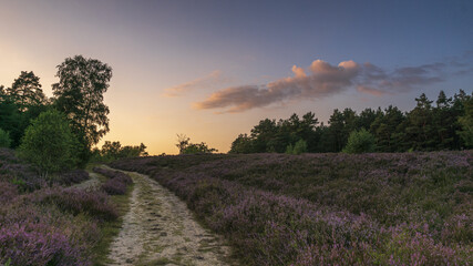 Schwindebecker Heide