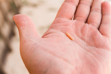 A large maggot lies in the hand