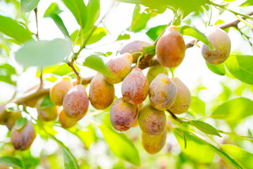 Ripe plums on the branches of the orchard, Prunus domestica