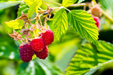 Fruit of European red raspberry with green leaves - obrazy, fototapety, plakaty