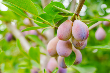 Ripe plums on the branches of the orchard, Prunus domestica
