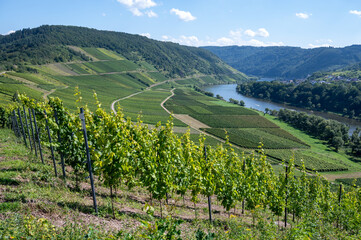 Fototapeta premium Hilly vineyards with white riesling grapes in Mosel river valley, Germany