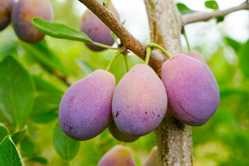 Ripe plums on the branches of the orchard, Prunus domestica