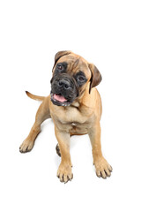Obraz premium puppy bullmastiff with lovely head looking at camera isolated on white