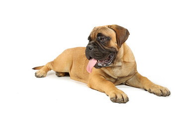 bullmastiff puppy lying on the floor isolated on white 