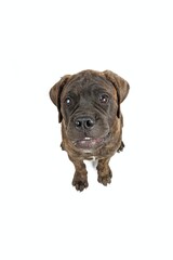 bullmastiff with cartoon eyes  looking camera with funny face 