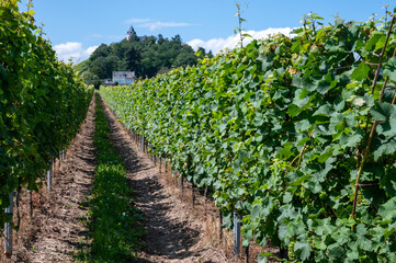 Fototapeta na wymiar Hilly vineyards with white riesling grapes in Mosel river valley, Germany