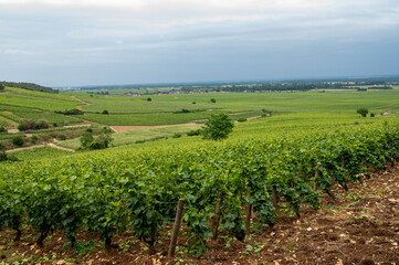 Fototapeta na wymiar Green grand cru and premier cru vineyards with rows of pinot noir grapes plants in Cote de nuits, making of famous red Burgundy wine in Burgundy region of eastern France.