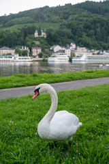 White adult swan bird grazing green grass on Mosel river with view on Trarbach town, Germany