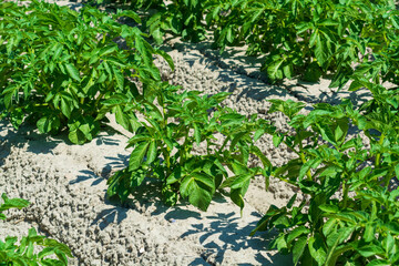 Agriculture in Netherlads, farm sandy fields in Zealand with growing potato vegetables