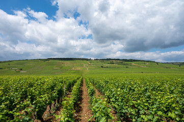 Green grand cru and premier cru vineyards with rows of pinot noir grapes plants in Cote de nuits, making of famous red Burgundy wine in Burgundy region of eastern France.