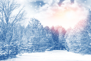  Frozen winter forest with snow covered trees.