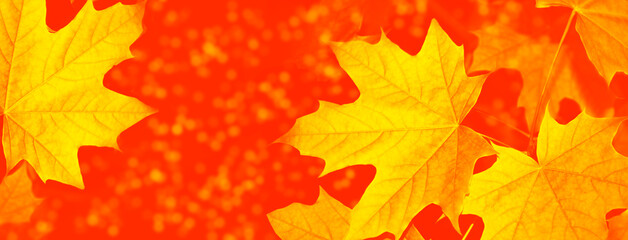 autumn landscape with bright colorful foliage. Indian summer.