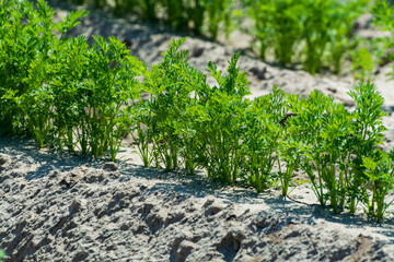 Agriculture in Netherlads, farm sandy fields with growing carrot vegetables