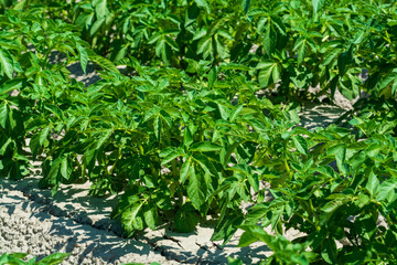Obraz premium Agriculture in Netherlads, farm sandy fields in Zealand with growing potato vegetables