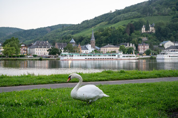 White adult swan bird grazing green grass on Mosel river with view on Trarbach town, Germany