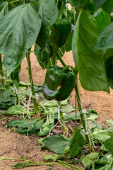 Rows of green bell pepper or paprika plants in small French greenhouse in Provence, France
