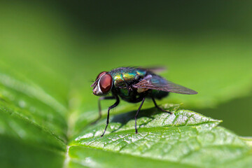 green fly on the leaves