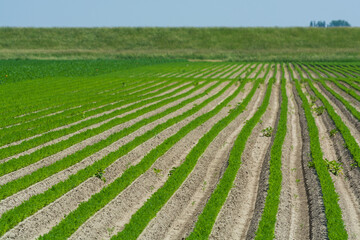 Agriculture in Netherlads, farm sandy fields with growing carrot vegetables