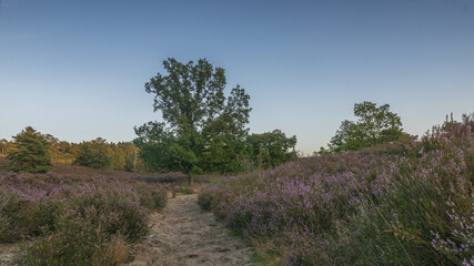 Obraz premium Fischbeker Heide