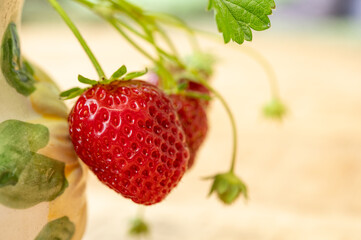 New harvest of ripe red sweet strawberry in garden