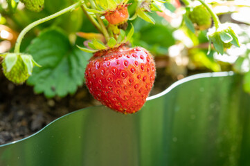 New harvest of ripe red sweet strawberry in garden
