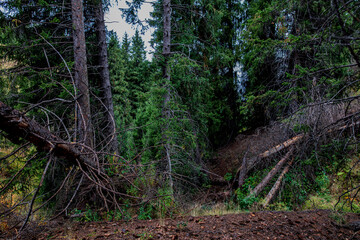 footpath in the forest