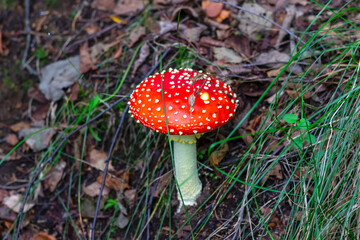 Red fly agaric (Amanita muscaria) in the grass in the autumn forest. A poisonous mushroom growing in the forest.