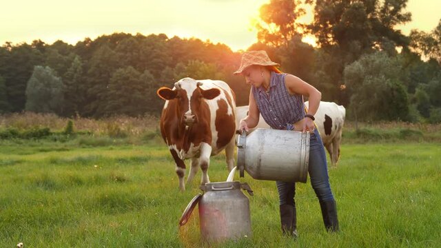 cow milk fresh. Female farmer is pouring fresh milk into can on green meadow, at sunset, with cows on backdrop. milking. dairy farm. Dairy products. Farming