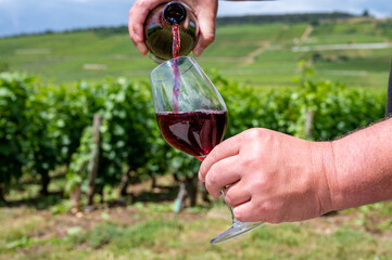 Sommelier or waiter pouring of burgundy red wine from grand cru pinot noir vineyards, glass of wine and view on green vineyards in Burgundy Cote de Nuits wine region, France