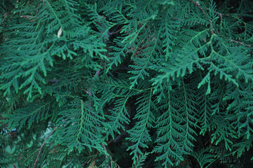 Garden Nature background thuya evergreen christmas trees