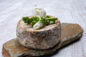 Cheese collection, matured cow cheese with mold tommette de savoie from France, cheese made in Alpine mountains