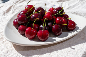 New harvest of fresh ripe dark red cherry berry in Provence, France